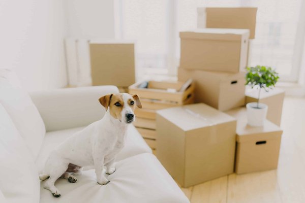 Quelle est la meilleure façon d'améliorer le confort de conduite d'un roadster sur les routes côtières?